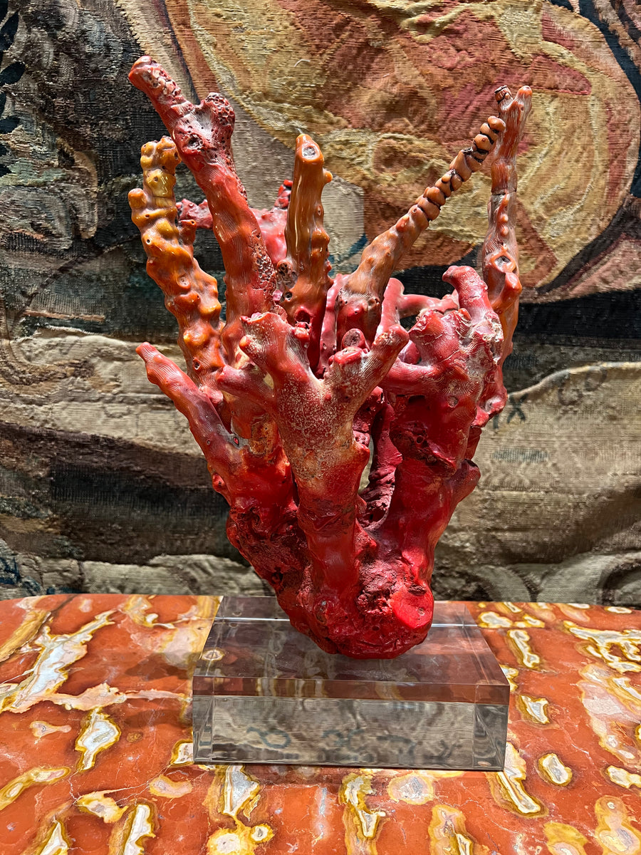 Red Coral Specimen on Lucite