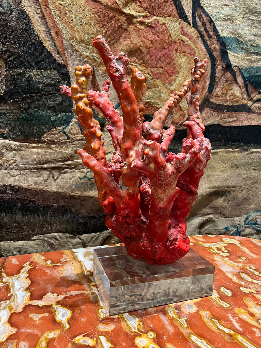 Red Coral Specimen on Lucite