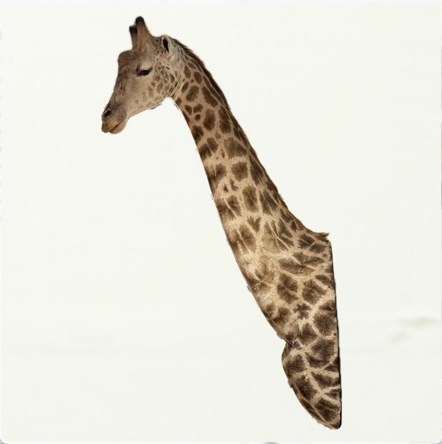 Giraffe Torso Taxidermy