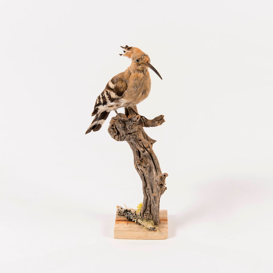Hoopoe Long Bill Bird Taxidermy on Drift Wood