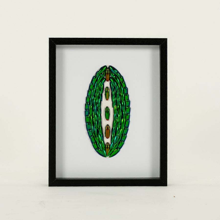Custom Framed Emerald Jewel Beetles