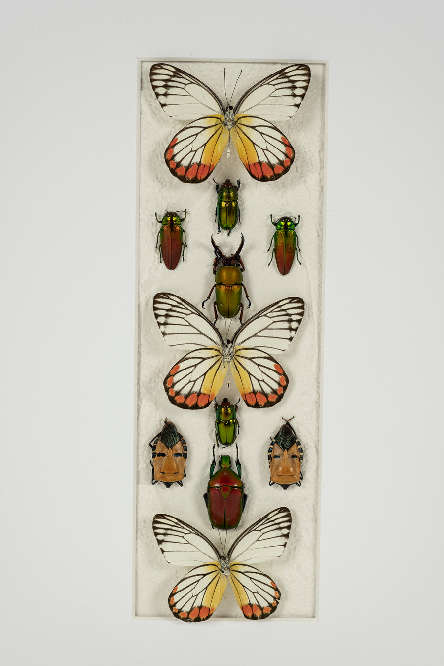 Custom Framed Butterflies and Beatles