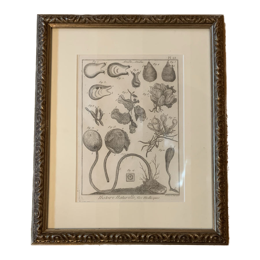 18th Century Framed Shell Engraving – Moxie Interiors