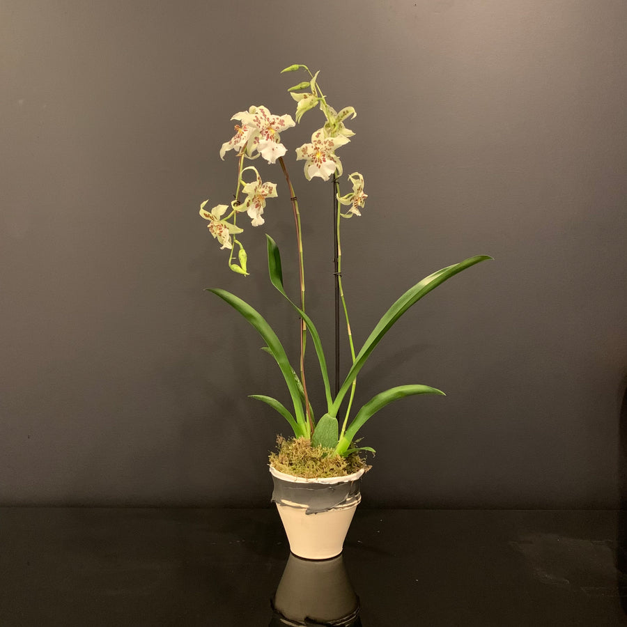 Dune Orchid Vase
